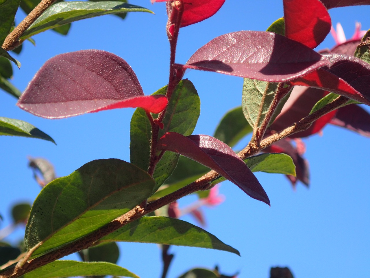 PA220709.JPG