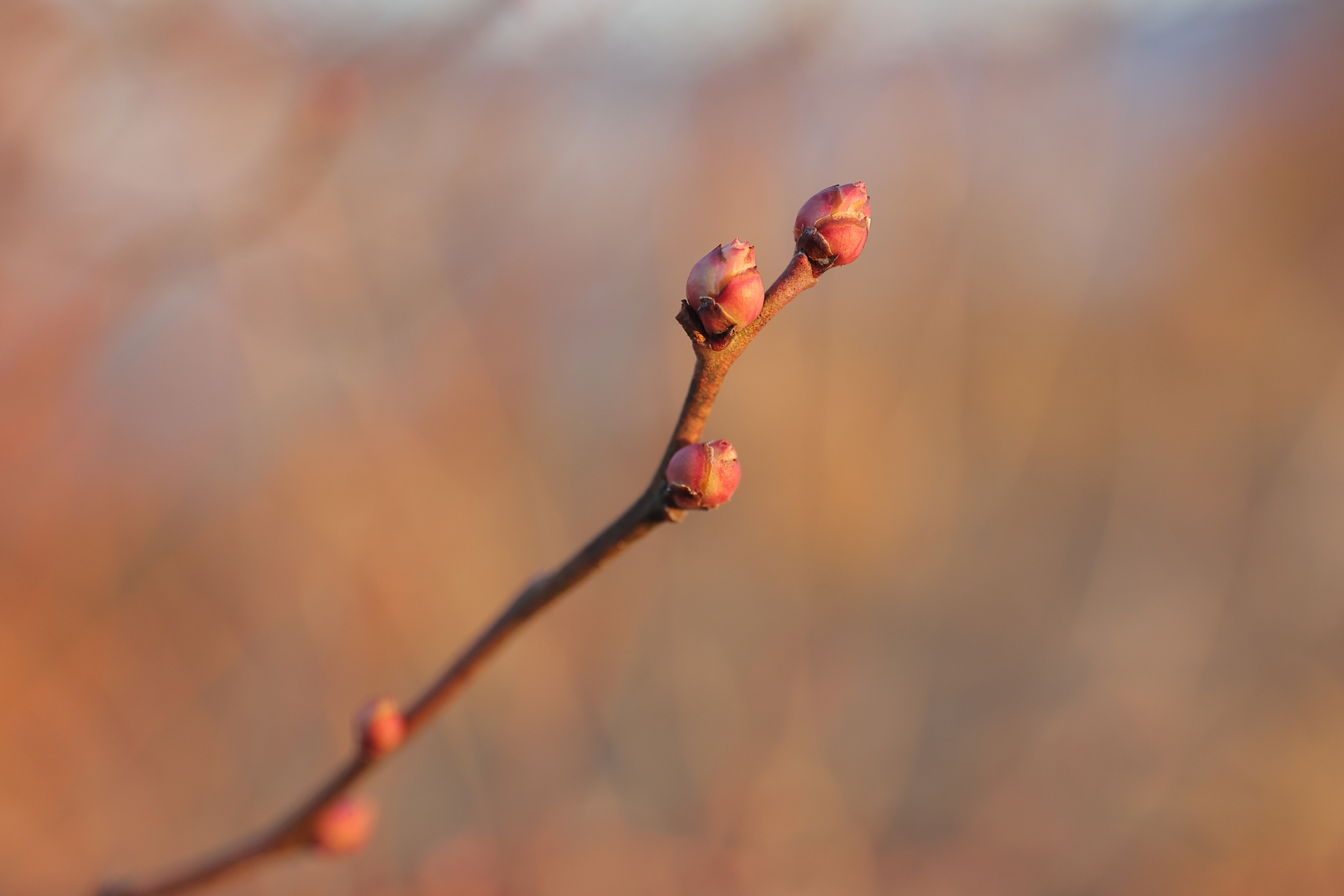 258BA0BC-70BE-4108-95A6-BB3FCA5B022A.jpeg