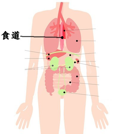 食道.jpg
