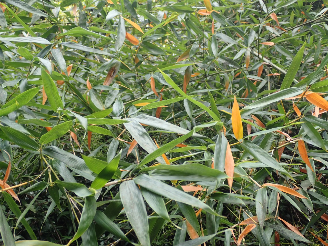 PA290335.JPG