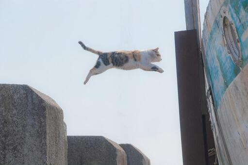 飛び移る猫.jpeg