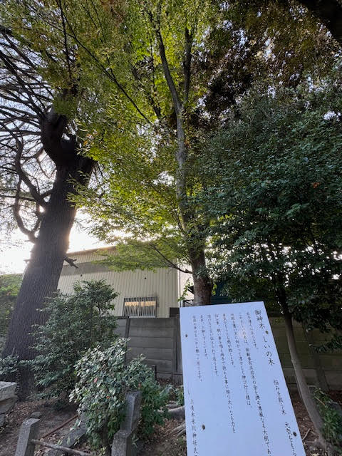 しいのき.jpg