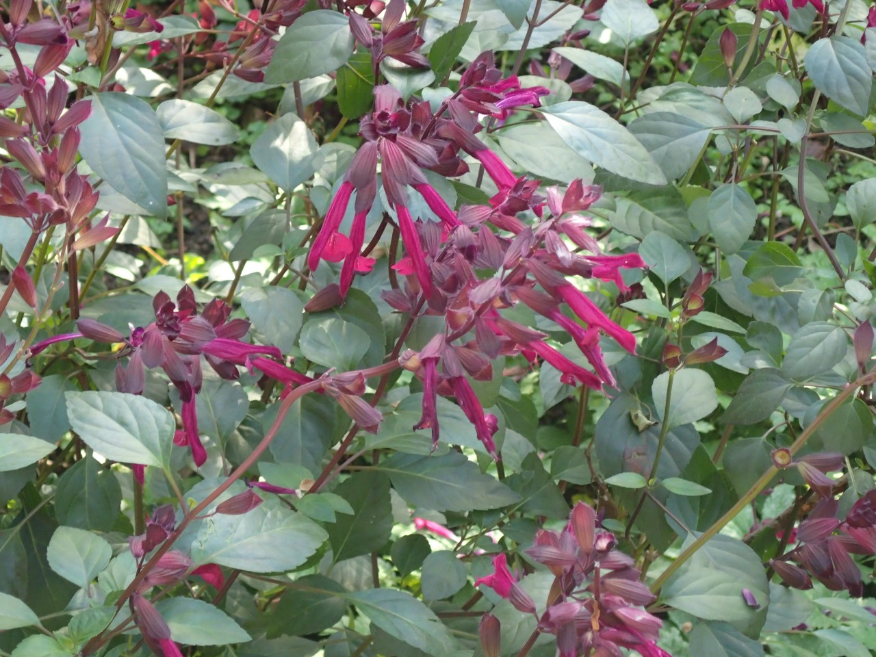 PB170787.JPG