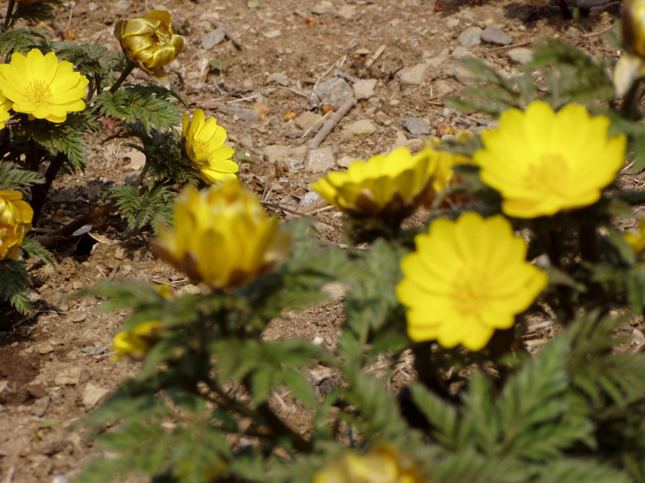 P1010093.JPG