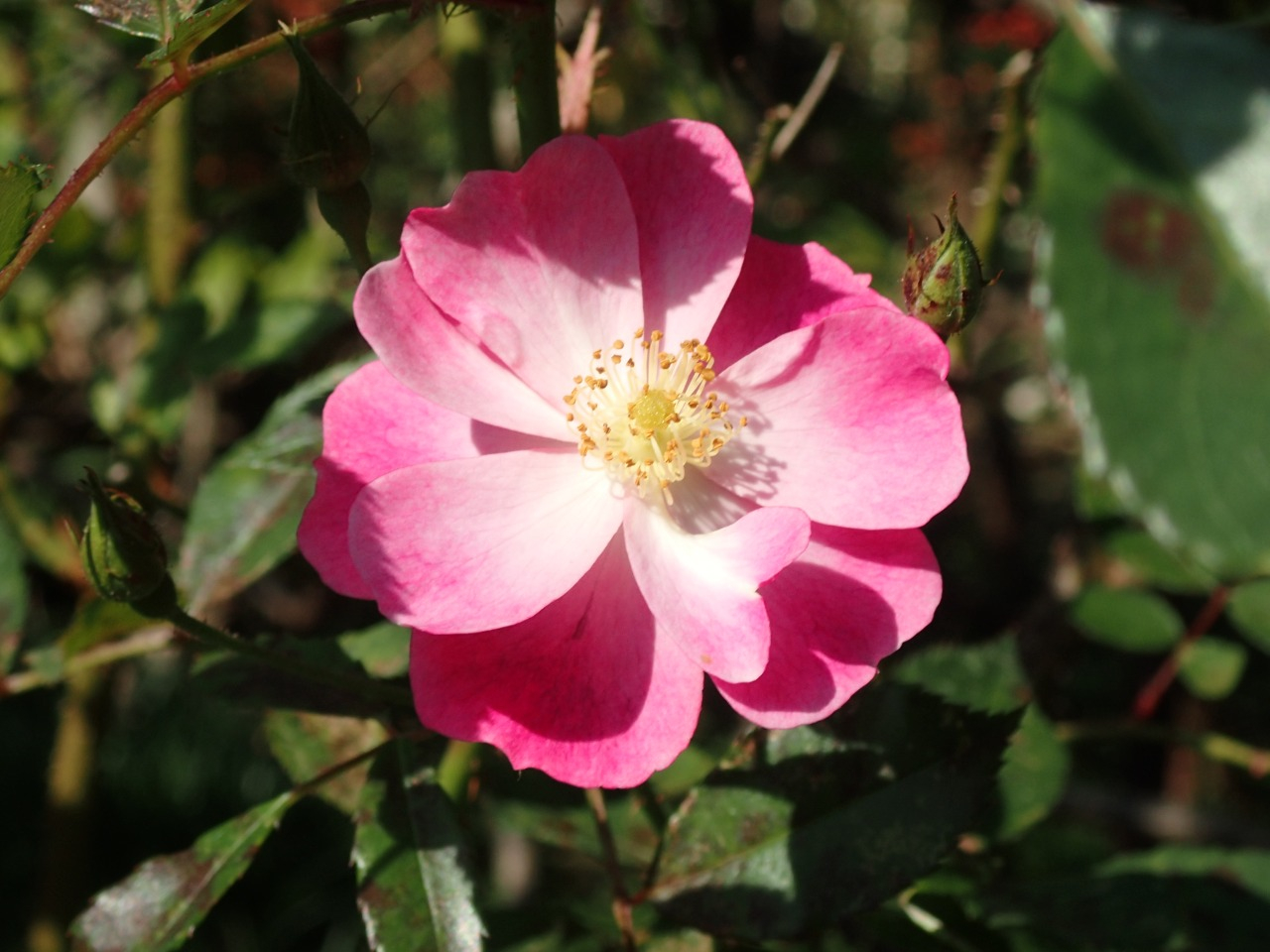 PB160694.JPG
