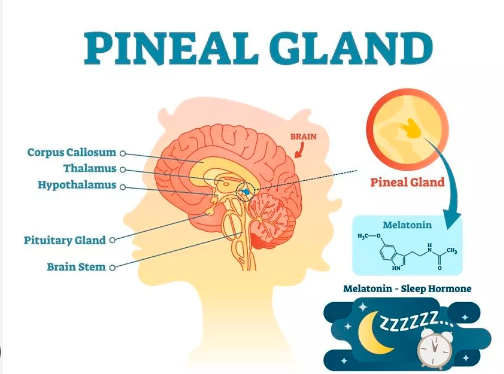 スクリーンショット (2428).png