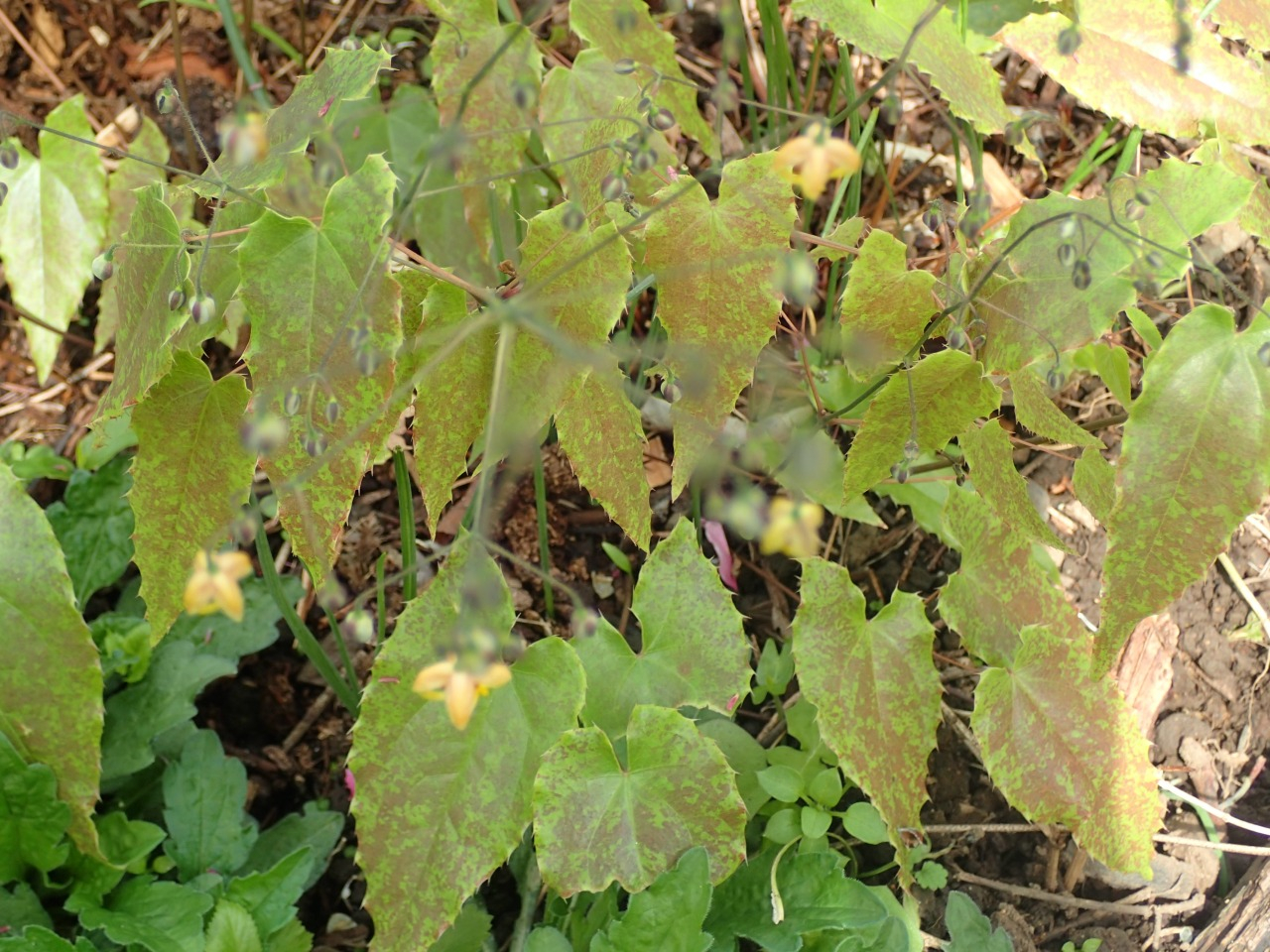 P4051035.JPG