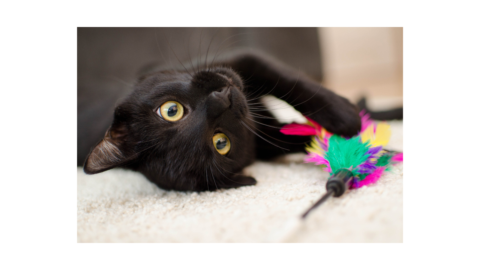 名称未設定のデザイン (63).png