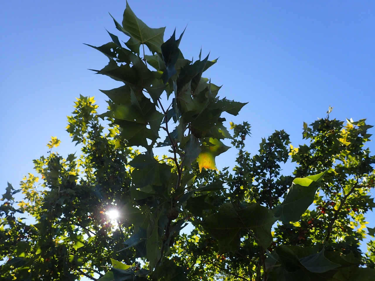PA220805.JPG
