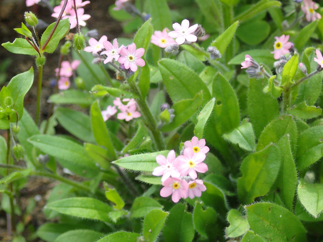 P4190236.JPG
