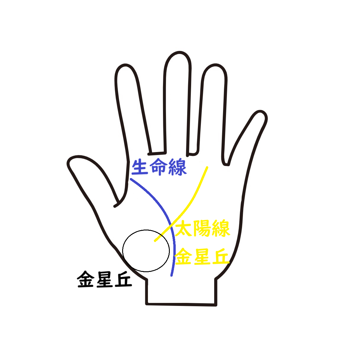 太陽線（金星丘）.png