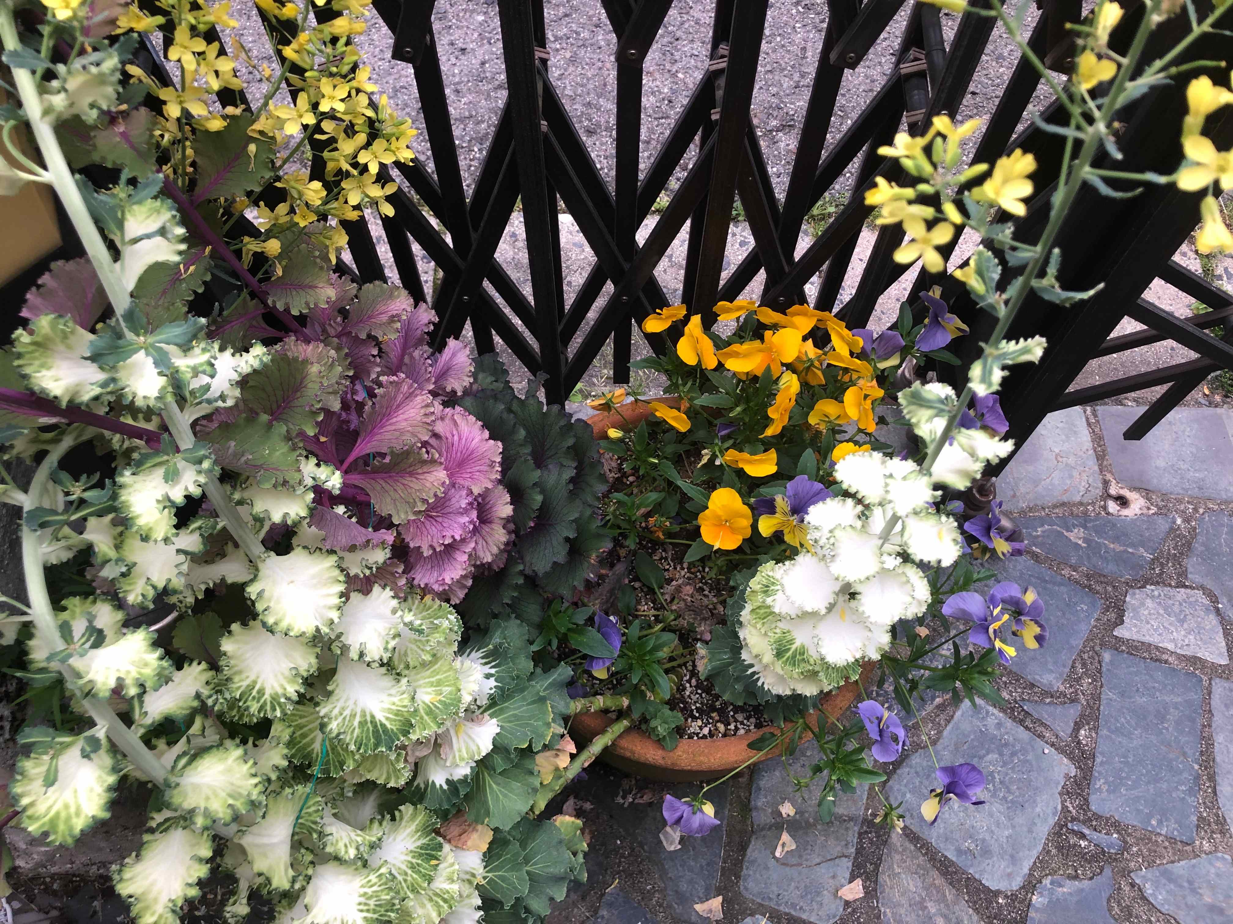 2026.4.19 flower again-03.jpg