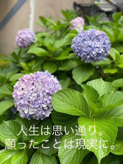 S__20652043.jpg