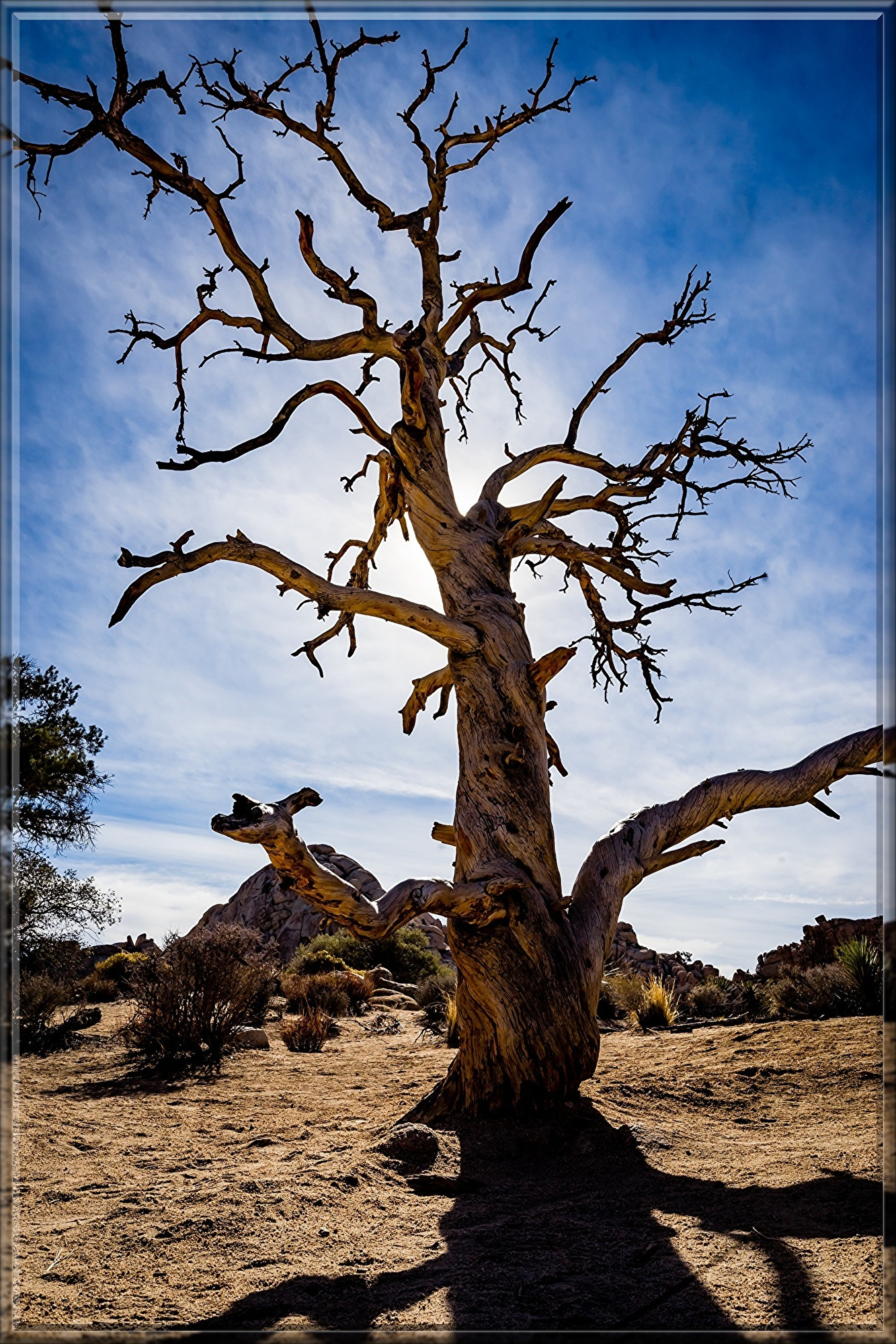 desert-5079958.jpg