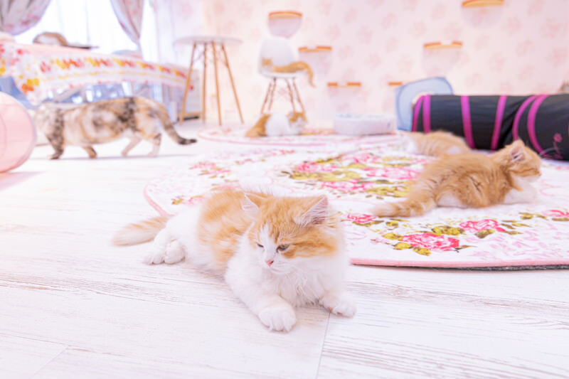 nyannko458A4125_TP_V4.jpg