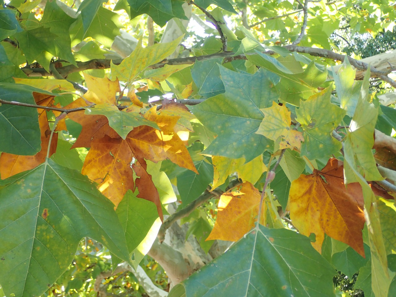 PA220816.JPG