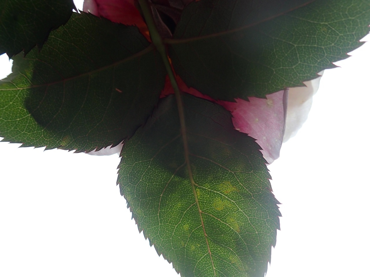 P5181073.JPG