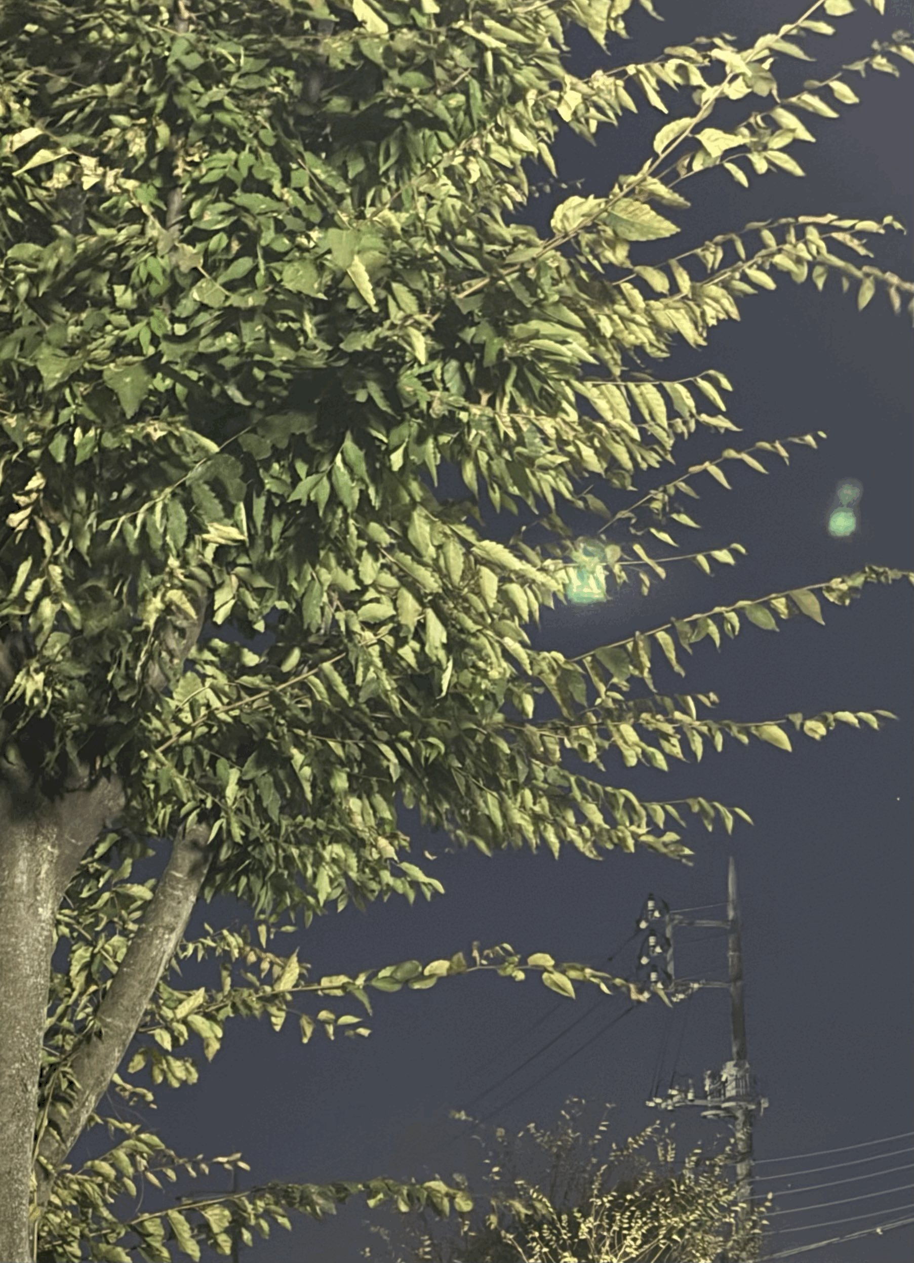 tempImagexUlqwk.gif