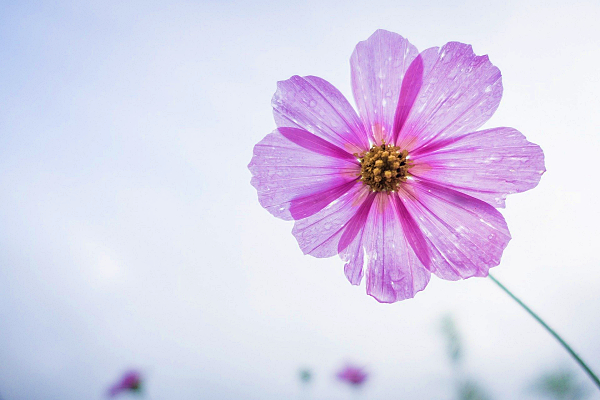cosmos-flower-g202aafc41_1920.png