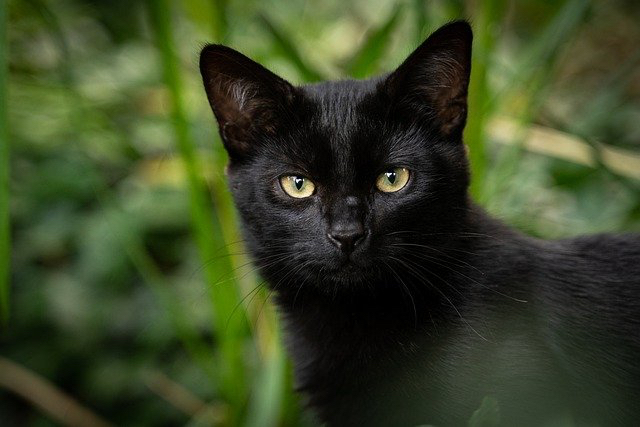 cat-5579221_640.jpg