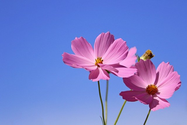 cosmos.jpg