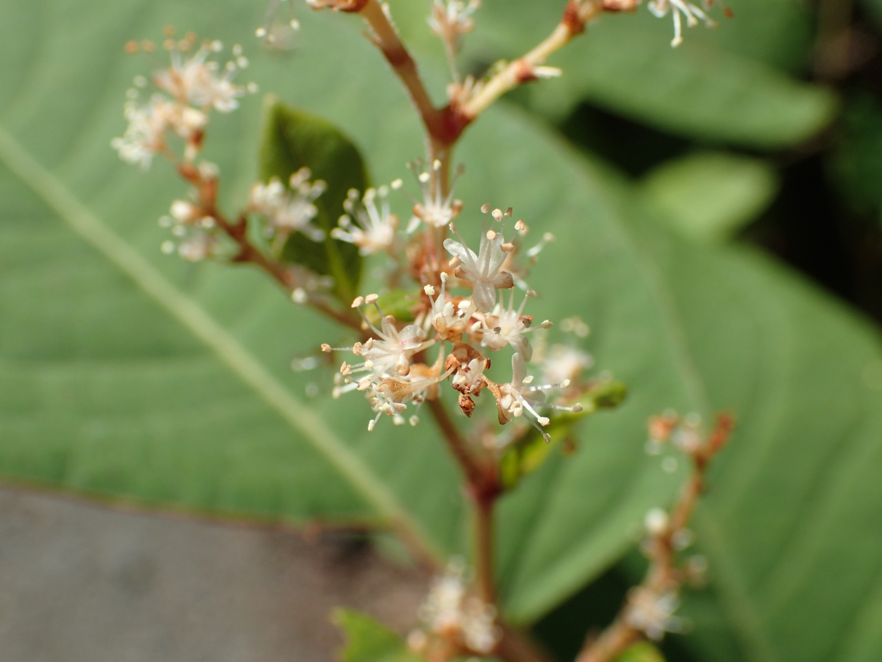 PA220369.JPG