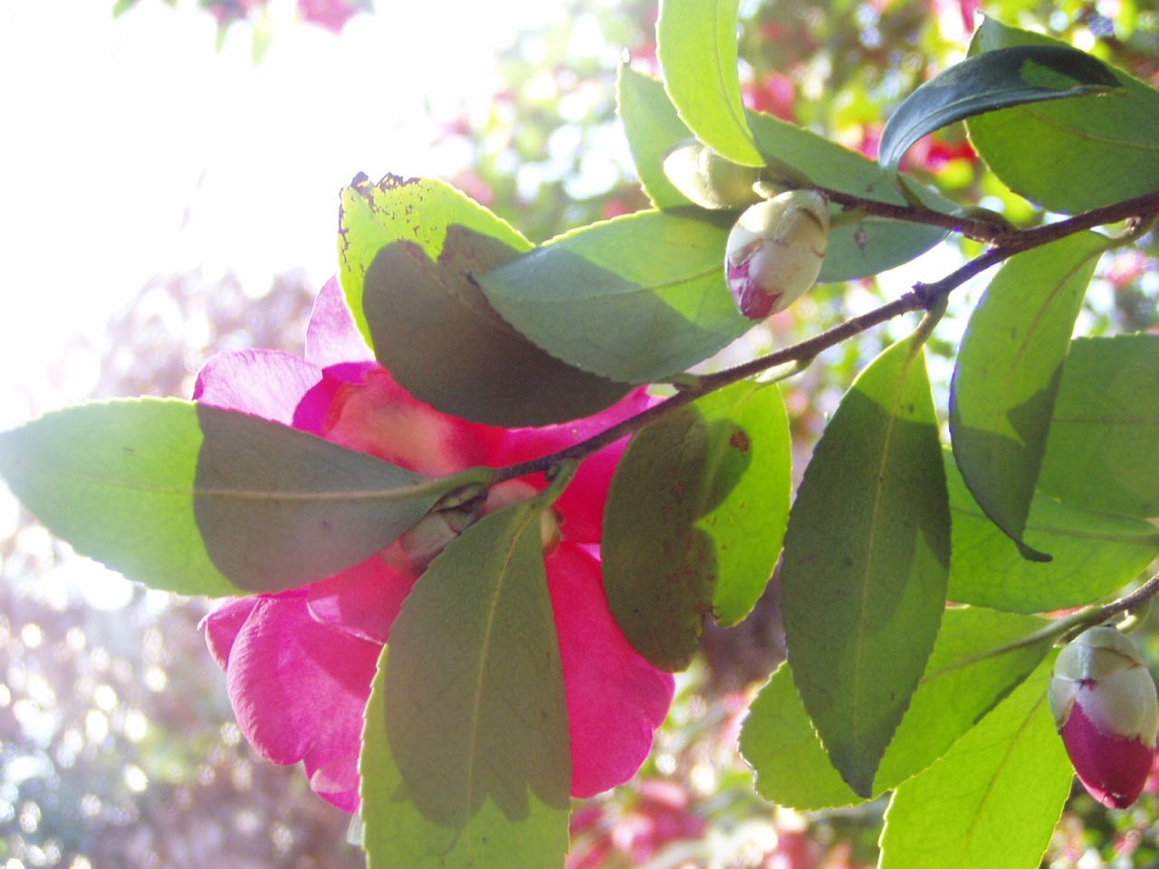 P1010092.JPG