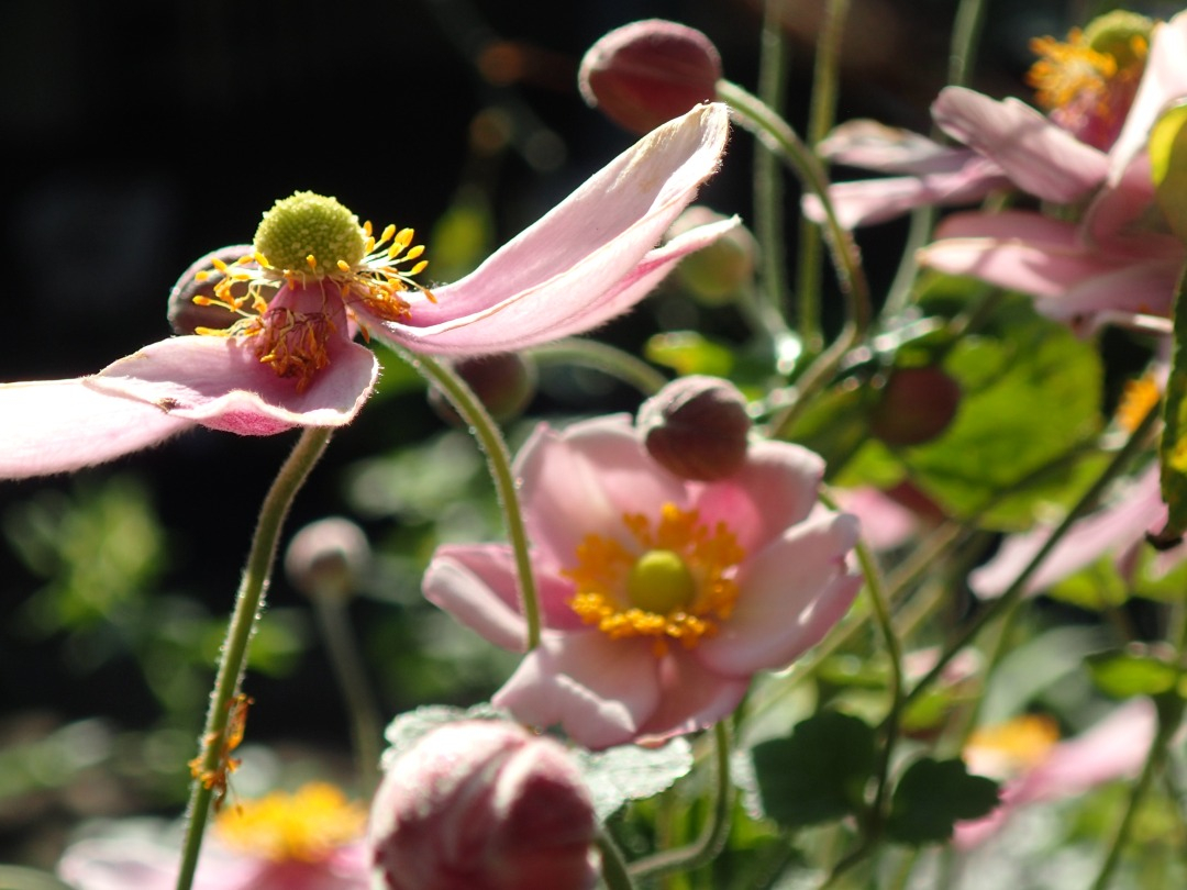 PA100385.JPG