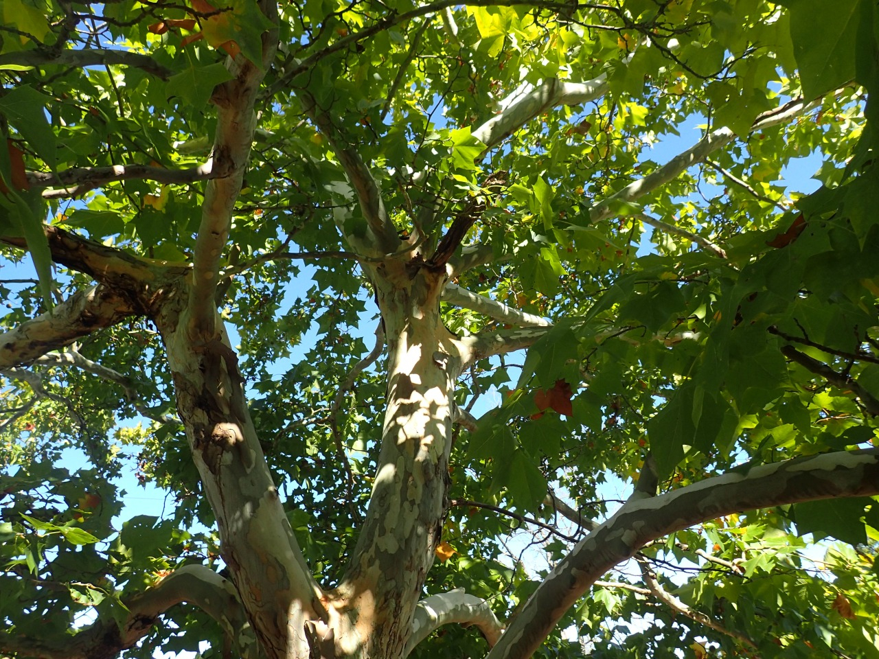 PA220867.JPG