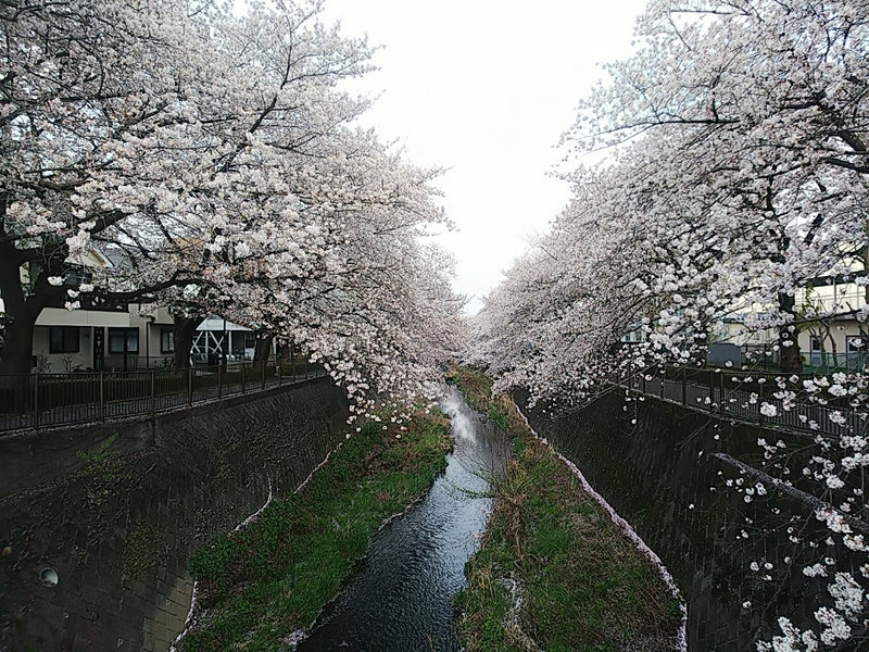 2025年の桜6.jpg