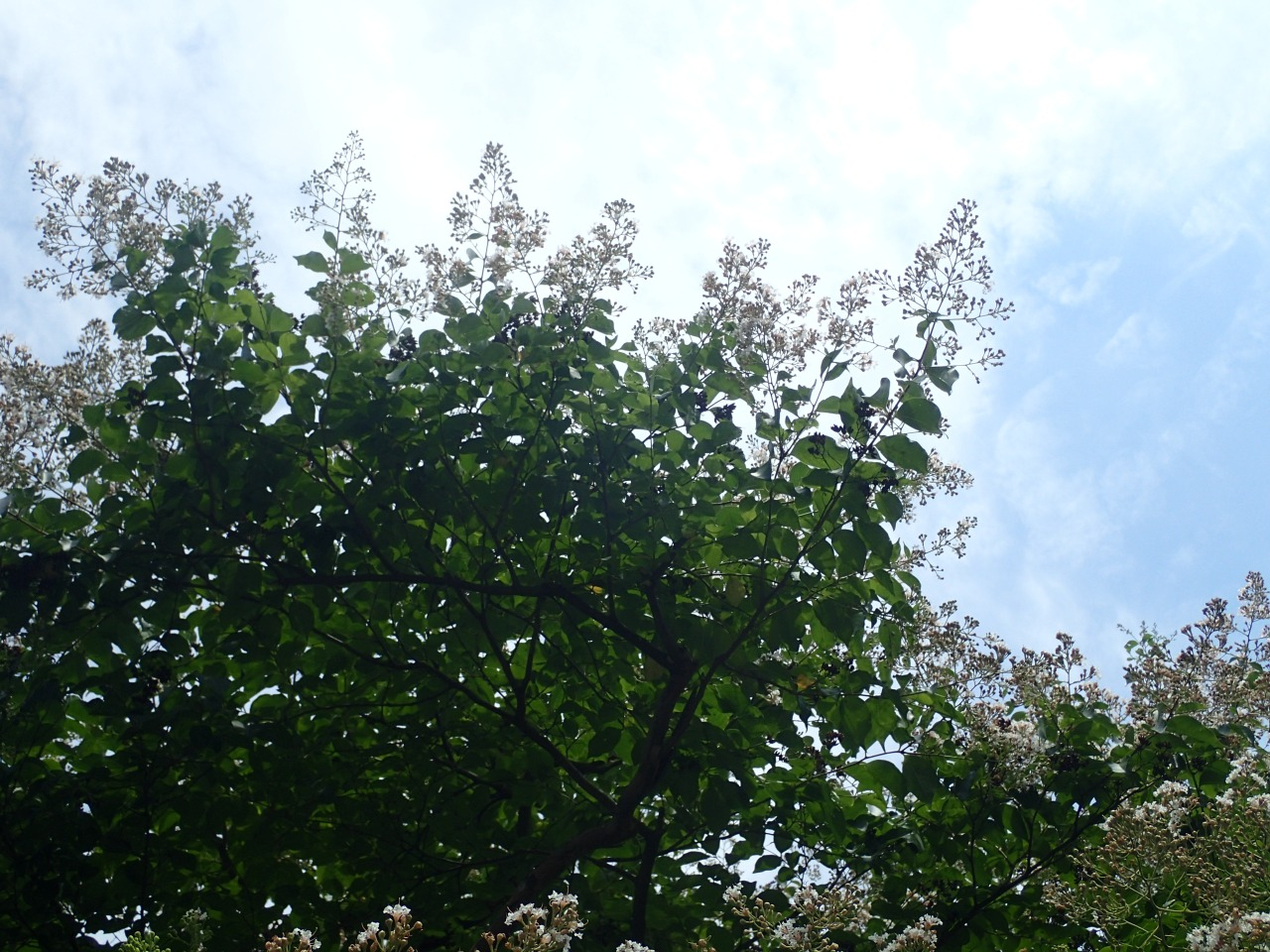P7130002.JPG