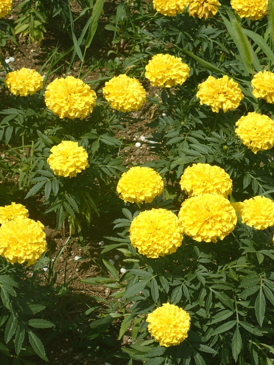 P7221422.JPG