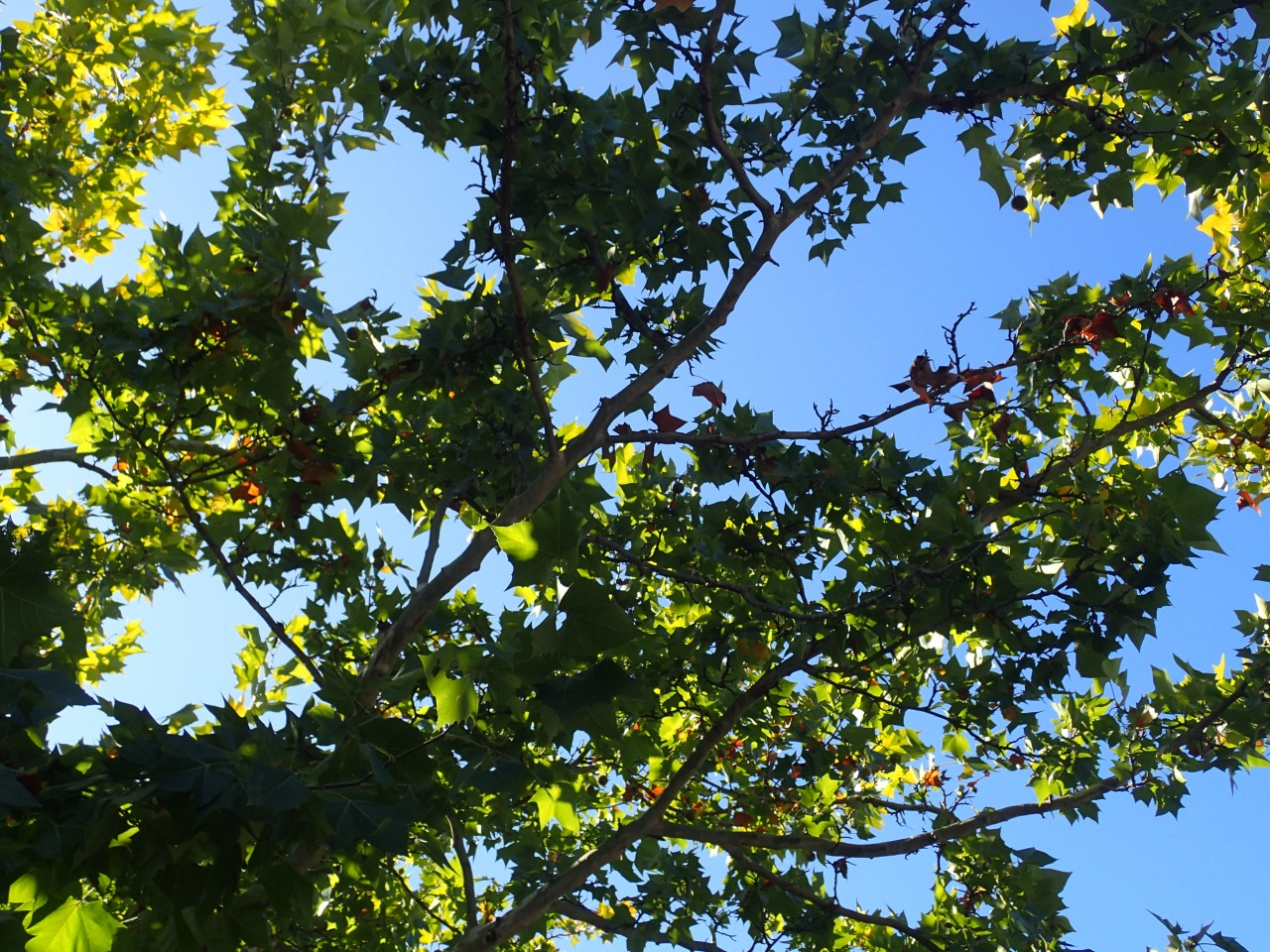 PA220830.JPG