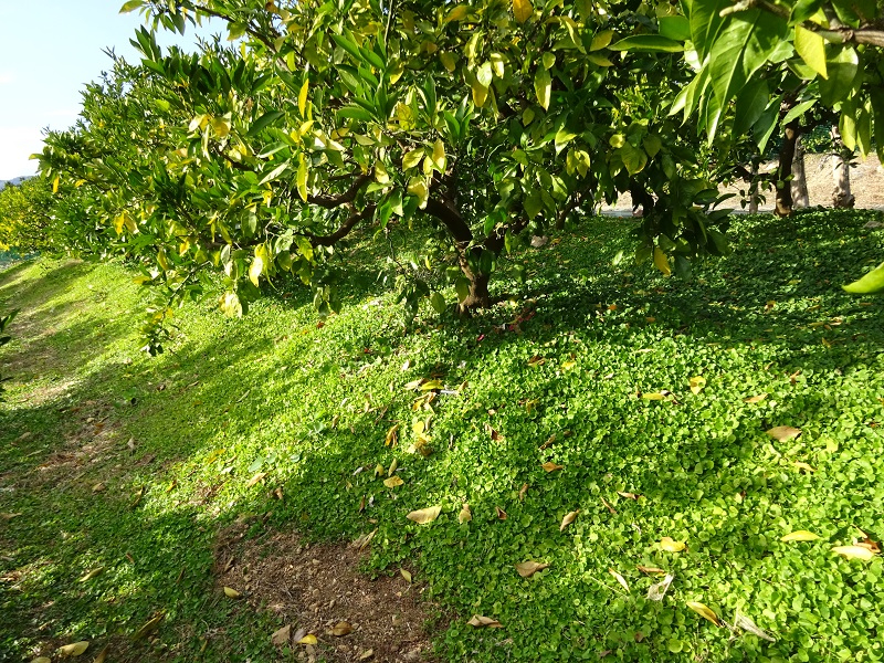 草生栽培　ダイカンドラ3.JPG