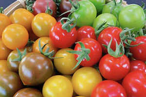 tomato-03.jpg
