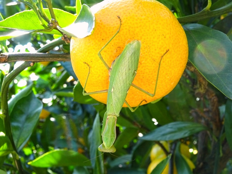1候補　カマキリ候補2　10月29日.JPG