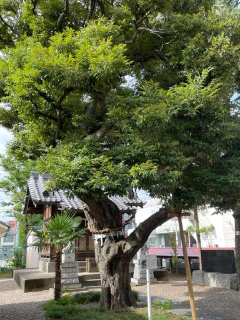 雷神社（御神木）.jpg