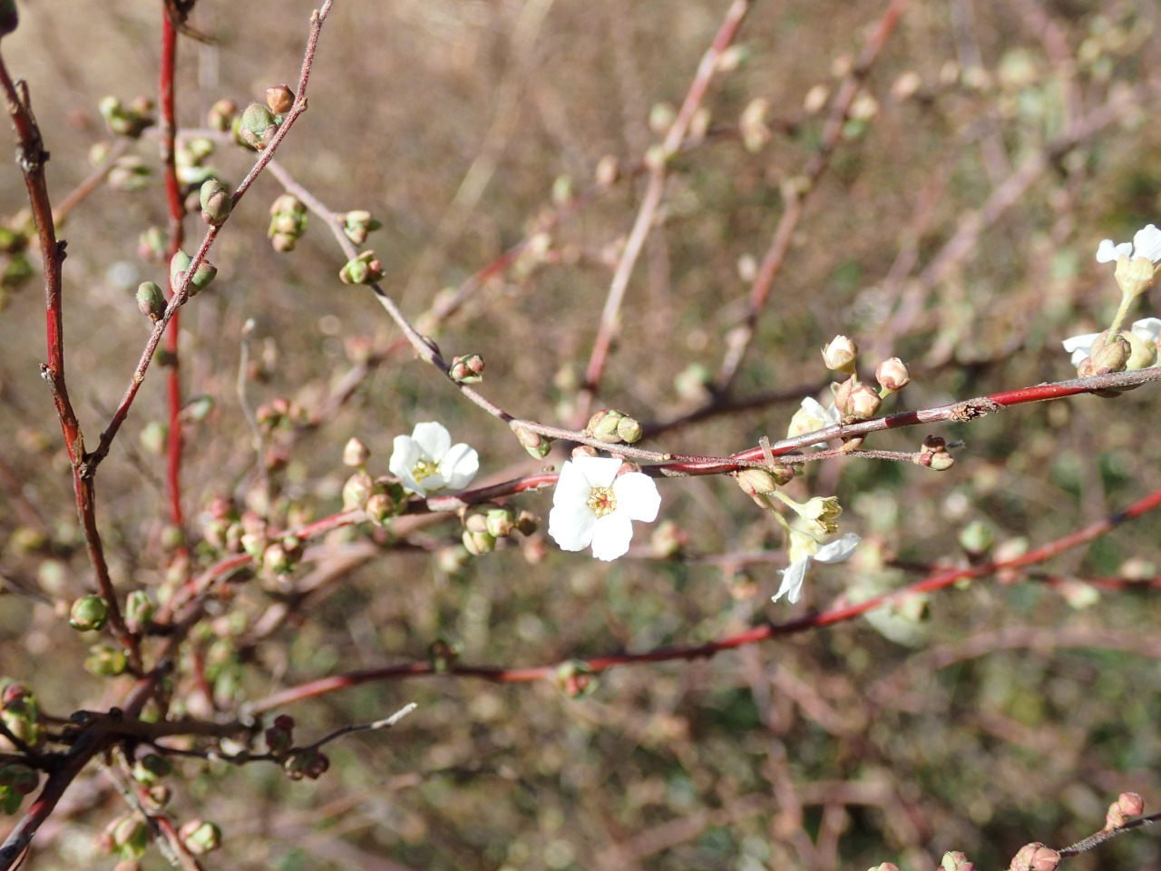 P3020900.JPG