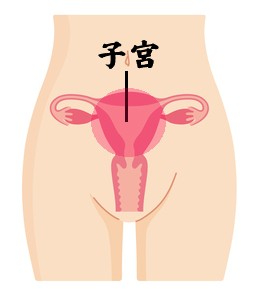 子宮.jpg