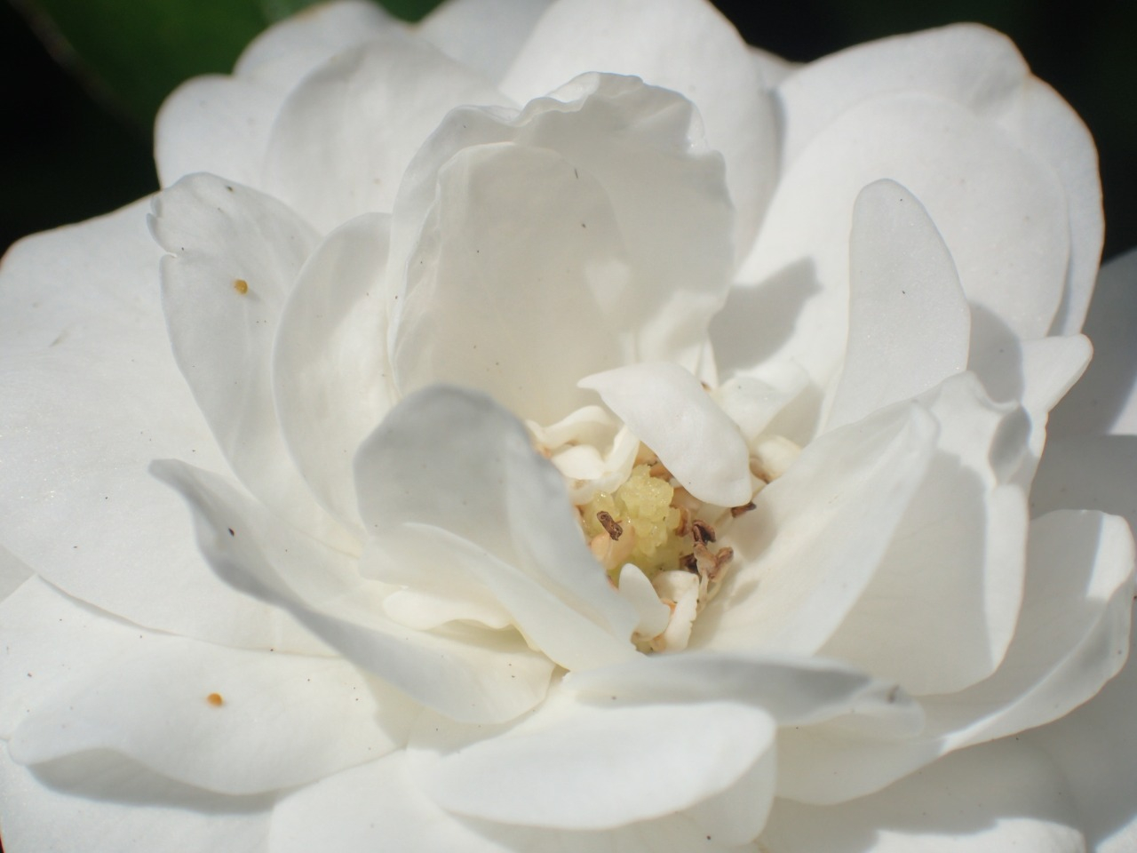 PA120237.JPG