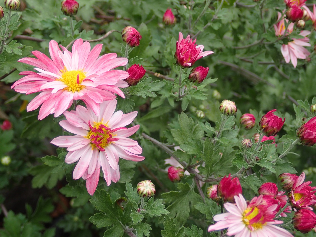 PA261470.JPG