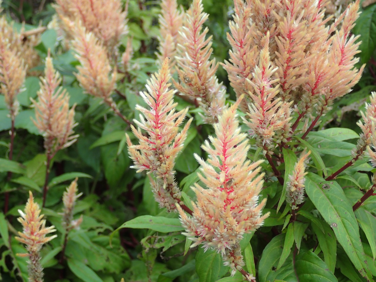 PA120388.JPG