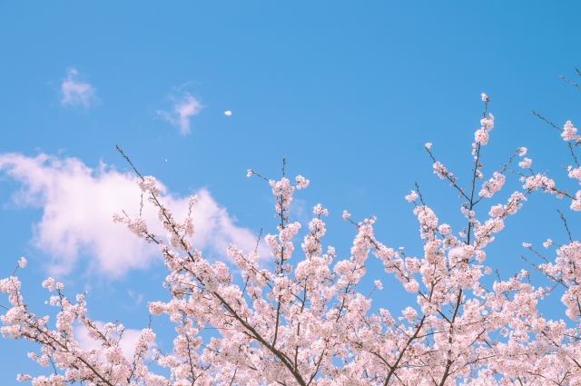 合格桜.jpg