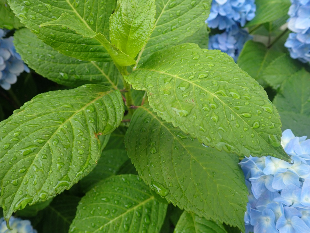 P6110431.JPG