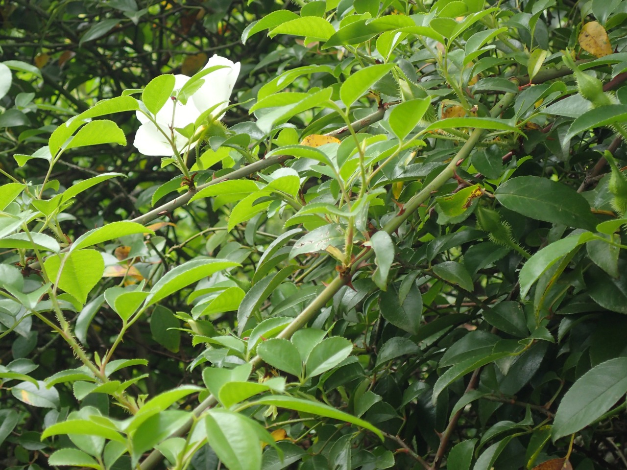 P4270289.JPG