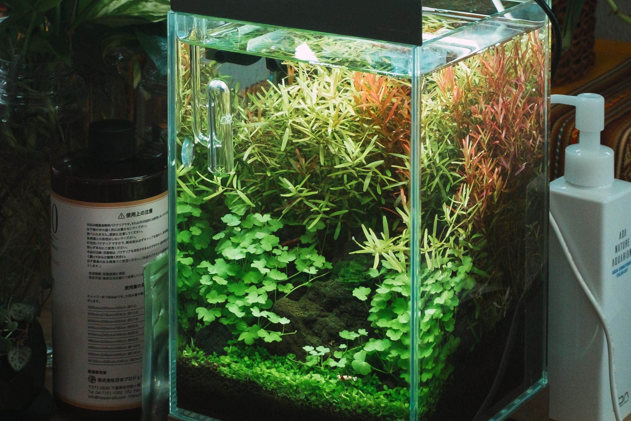 ADA新商品MINI_NA｜1995年生まれ｜coconalaブログ 