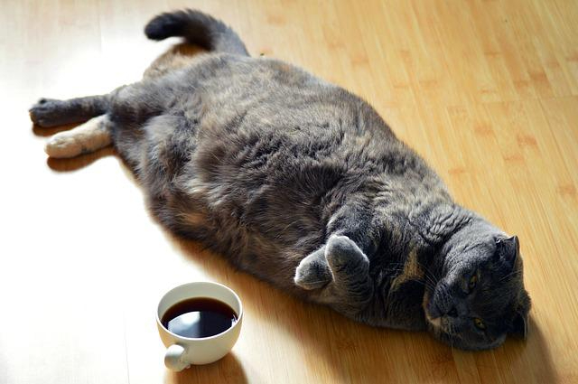 cat-gc8b50484e_640.jpg