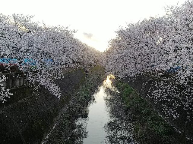 2026年の桜・三沢川②2.JPG