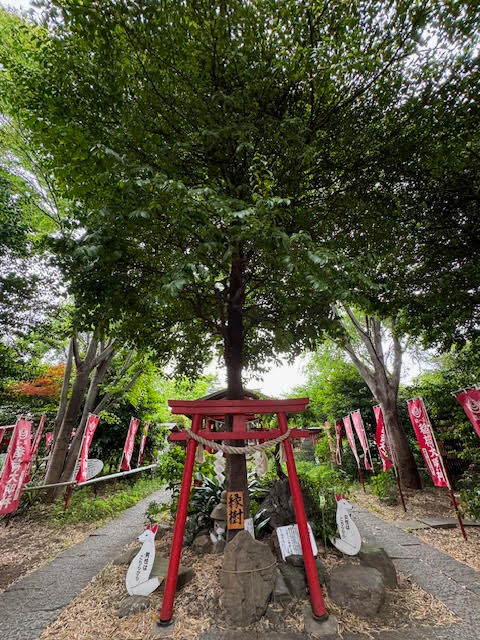 緑樹.jpg