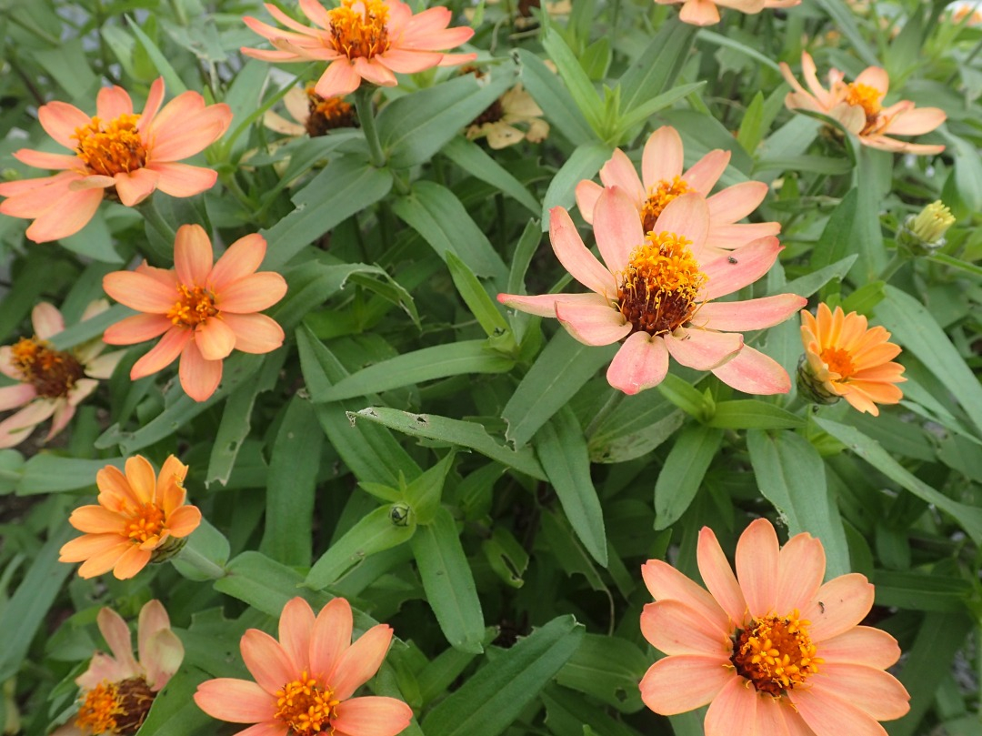 PA050360.JPG